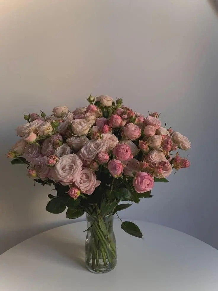 Dusty Blush Roses