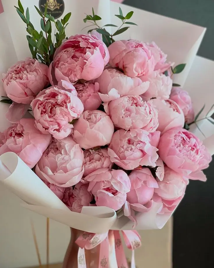 Pink Peony Dream